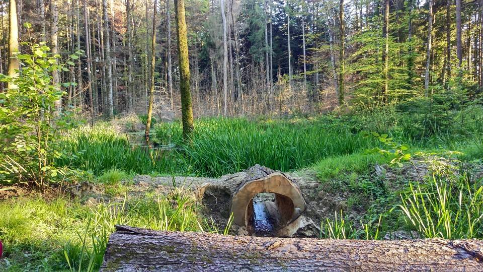 Biotope - Forêts des Corbes